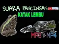 Download Lagu SUARA KATAK LEMBU/KODOK SAWAH PENGANTAR TIDUR MP3 || The sound effect of rice field bullfrogs