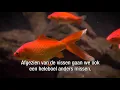 Download Lagu ARTIS-Aquarium: een tijdelijk afscheid