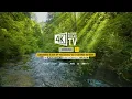 10 HOURS Morning Bird Songs and River Sounds for the Best Start of the Day - Morning River 4K UHD