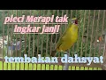 Download Lagu pleci Merapi tak ingkar janji