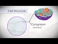 Anatomy and Physiology of the Human Cell in 7 Minutes