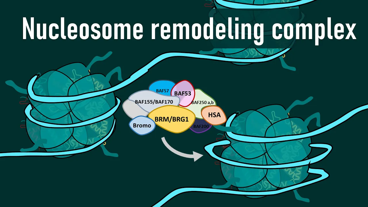 Chromatin Remodeling & Nucleosome Remodelers | Epigenetics Made Simple | SWI/SNF, ISWI, CHD & INO80