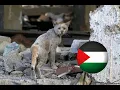 Gaza Tonight (Free Palestine - Michael Heart cover)