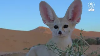 وثائقي الساورة البرية العالم المفقود الحلقة 01 