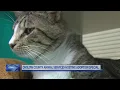 Onslow County Animal Services hosting adoption special
