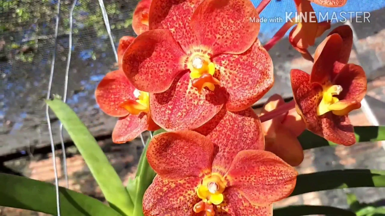 FAÇA ESSAS TRÊS COISAS E SUA ORQUÍDEA VANDA VAI FICAR ASSIM