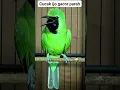Download Lagu burung cucak ijo gacor #shorts #birds #ytshorts