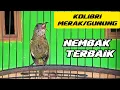 Download Lagu KOLIBRI MERAK/KOLIBRI GUNUNG TROTOL GACOR NEMBAK TERBAIK