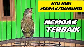 Download KOLIBRI MERAK/KOLIBRI GUNUNG TROTOL GACOR NEMBAK TERBAIK MP3