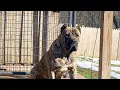 Feeding Bullies Presa Canarios Kennel Setup