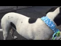 BERNARD A1080872 2 male St mix