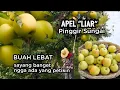 Download Lagu Apel Kuning Manis yang Tumbuh LIAR di pinggir sungai,  Buah lebat banget sayang ngga ada yang petik