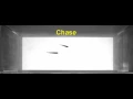 Download Lagu Courtship behavior in zebrafish