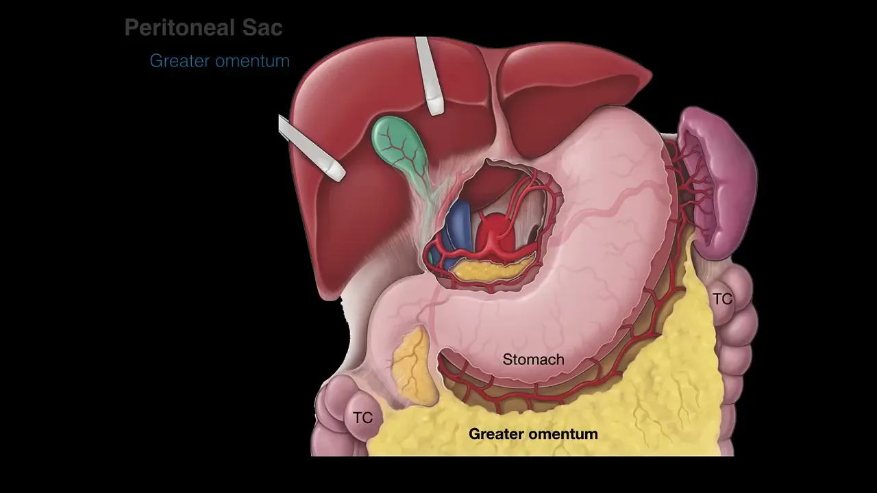 Peritoneum tutorial