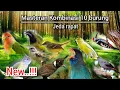 Download Lagu Masteran Kombinasi 10 Suara Burung Kicau Jeda Rapat 100% Masuk