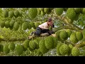 Download Lagu Harvest Musang King durian from a 100 meter high to Sell - Cook Amazing Country Food You Must See!
