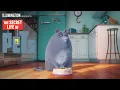 Video di The Secret Life of Pets - Meet Chloe (HD) - Illumination