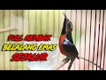 Download Lagu TEMBAKAN SEJALUR !! KONIN GACOR FULL ISIAN BELALANG EMAS, COCOK UNTUK MASTERAN KONIN BAHAN IJOAN #2