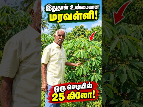 இதுதான் உண்மையான மரவள்ளி ஒரு செடில 25 கிலோ எடுத்தேன் /#pasumaivivashayam