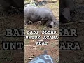 Download Lagu WOW!!!Babi Besar Untuk Upacara Adat Toraja #pig #exploretoraja