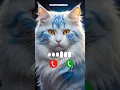 Download Lagu Cute cats calling ringtone #ringtones #catcute #catcalling #aicatvideo #ringtone