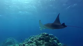 Swimming with Manta Rays – South Pacific Sneak Peak