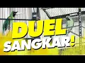 Download Lagu #kontroversi DUEL SANGKAR‼️Cucak Ijo DUNYA vs KUDETA Walet SF Gresik