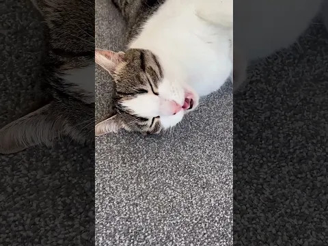 π΄ Cat Rest Time π±β€οΈ | Cute Sleeping Cat Moments #CatShorts