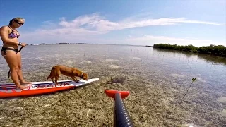 DOG GETS A LITTLE TOO CURIOUS WITH SHARK