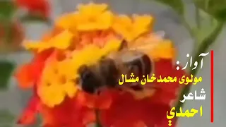 انقلابی ترانه قاری محمدخان مشال مشال تراني نوي تراني حماسی تراني Hamasi Trane 