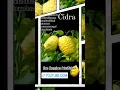 Download Lagu 🟡 Perfumes con Cidra