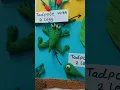 Frog Life Cycle Project
