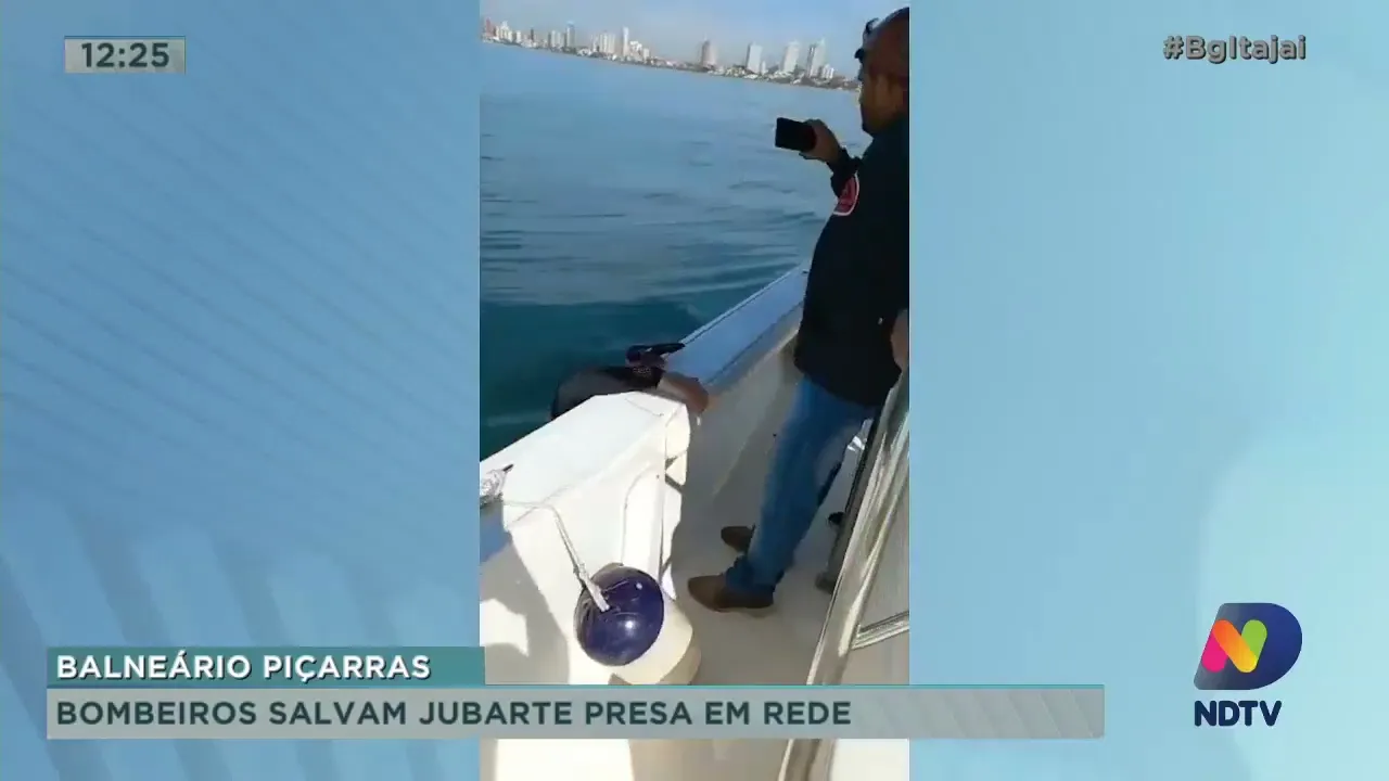 Bombeiros de Balneário Piçarras salvam baleia Jubarte presa em rede