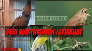 masteran cililin kenari u0026 sikatan londo jeda u0026 ampuh untuk masteran murai dll