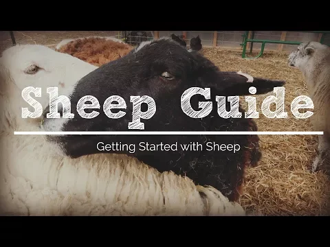 Download MP3 6 Things You Need to Get Started with Sheep