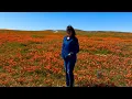 2026 Antelope Valley Poppy Reserve Endless California Poppies in Full Bloom Super View