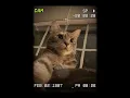 Kitty-Selfie #edit #cat #catselife