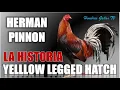Breed History of Yellow Legged Hatch - Legacy Breeder Herman Pinnon