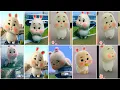 Si Embul Kelinci Lucu | Very Cute Fat Rabbit | Tiktok Viral Green Rabbit Compilation