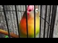 Lagu Lovebird ngekek panjang dengan variasi isian terbaik dan tembakan mewah 20 November 2025
