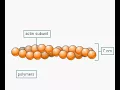 Microfilaments