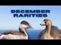 Winter Rare Bird Hunt December Rarities in New Jersey