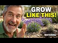 Your Lavender Keeps Dying Here s the Truth Garden Centers Won t Tell You