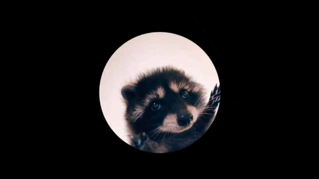 Pedro Pedro Pedro - Racoon Meme Full Version Pedro Pedro Pedro - Racoon Meme Full Version
