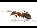 Ant Simulator Project