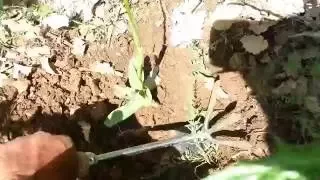 السحلب دندنها