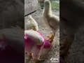 Lagu Anak ayam warna/warni bisa tumbuh besar. Sumber Tiktok