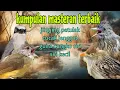 Download Lagu Kumpulan masteran terbaik 🔥