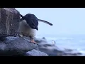 Download Young Rockhopper Penguin's First Swim Threatened by Predator | BBC Earth mp4 3gp mp3 videos - waplic