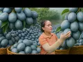 Download Lagu Harvesting 100kg of Palm Fruit – Selling at the Market, Cooking, and Gardening | LY Thi Ca Bushcraft